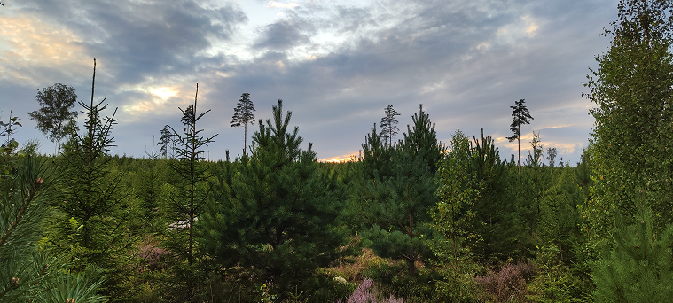 Drone tracked by an optical camera against a forest and cloudy sky
